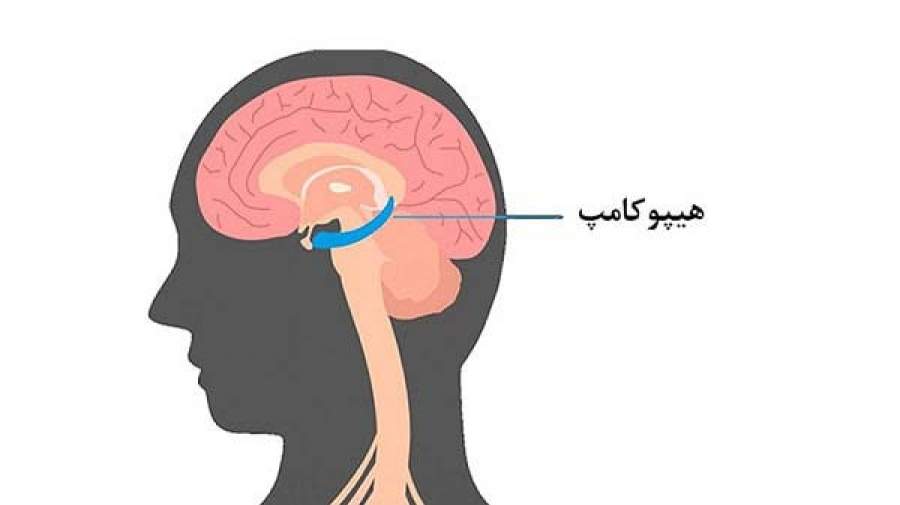 ایجاد هر خاطره جدید به مغز آسیب می‌زند!