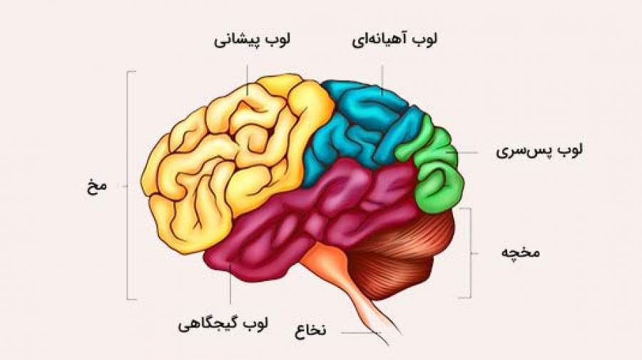 مطالعه نشانگر عصبی بالقوه برای آسیب اجتماعی در اختلالات روانی را نشان می دهد!