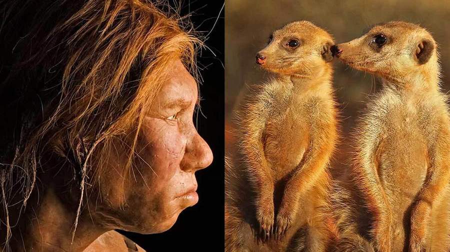 انسان‌ها رتبه چندم را در وفاداری بین پستانداران دارند!