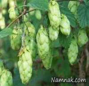 گیاه رازک راه حلی برای کاهش استرس