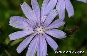 خاصیت معجزه آسای عرق کاسنی