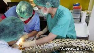 برداشت تومور از قلب مار آناکوندا