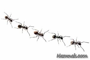 مورچه ها مورفین را به شکر ترجیح می دهند
