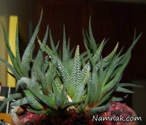 آشنایی با خواص دارویی و درمانی گیاه کاکتوس
