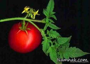 مصرف ریشه تا ساقه این گیاهان برای شما خطرناک است