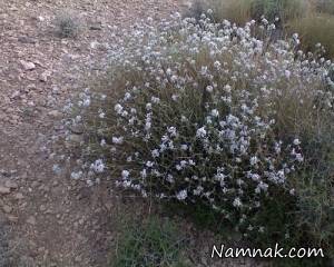 خواص بی نظیر پینه کوهی یا کاکوتی