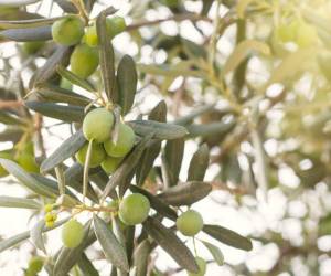 فواید سلامتی مبتنی بر علم از برگ و روغن برگ زیتون