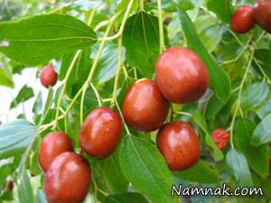 خواص و کالری میوه عناب