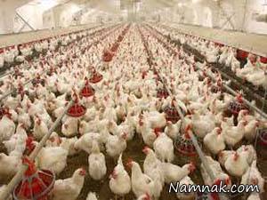 آنفولانزای طیور و پیشگیری از آن