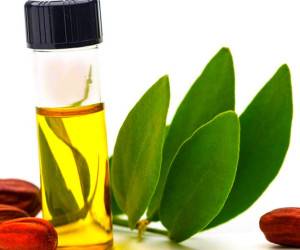 فواید روغن جوجوبا برای پوست و نحوه استفاده از آن
