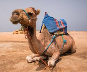 ادرار شتر مفید است یامضر؟؟