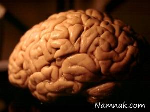 علت بزرگی مغز انسان