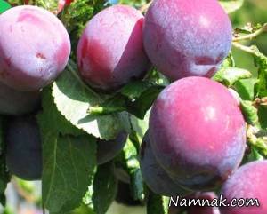 آشنایی با خواص درمانی آلو سیاه