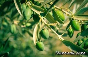 خاصیت معجزه آسای برگ زیتون