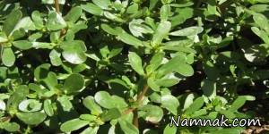 گیاه خرفه چه خواصی دارد؟