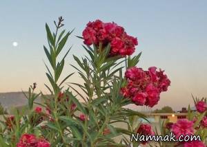 سکته قلبی با این گل زیبا
