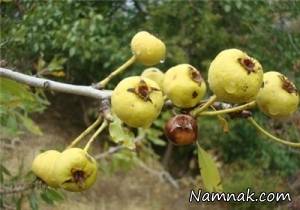 خواص دانه گلابی وحشی را بشناسید