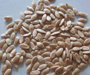 خواص تخم خیار و روغن آن برای بدن