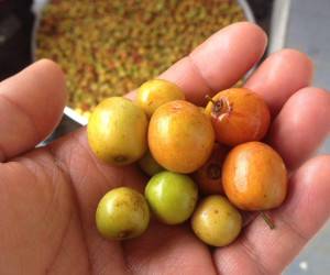 بررسی خواص و عوارض میوه درخت کنار