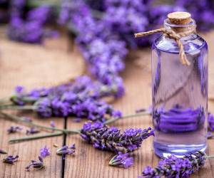چگونه در خانه روغن لاوندر (اسطوخودوس) درست کنیم؟