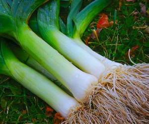 5 دلیل برای گنجاندن تره فرنگی در وعده شام