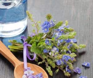 خواص بی نظیر عرق کاسنی