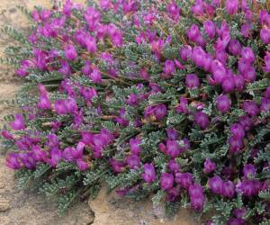 خواص دارویی و درمانی گیاه گون (استرا گالوس)