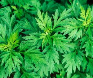 خواص افسنطین یا افسنتین ، گیاهی درمانی در طب سنتی