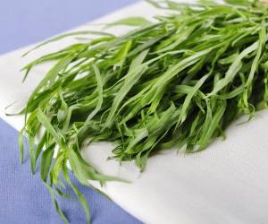خواص ترخون و فواید دارویی و درمانی این گیاه