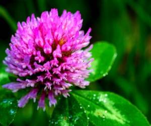شبدر قرمز و خواص قابل توجه آن به خصوص برای زنان
