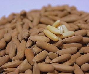 هر آنچه باید در مورد خواص و خود گیاه چلغوز بدانید