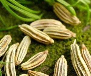 معرفی خواص و فواید درمانی زیره سبز