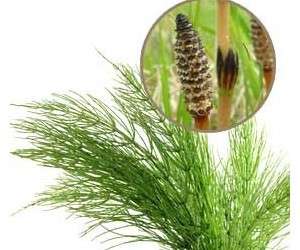 مزایای فوق العاده گیاه دم اسبی، برای پوست، مو و سلامتی