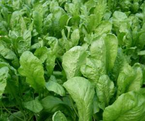 خواص شاهی و فواید درمانی این عضو دوست داشتنی سبزی خوردن