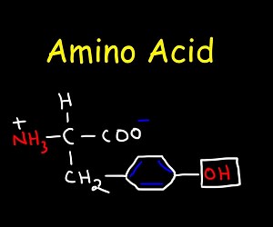 آمینواسید چیست و چه اهمیتی در بدن دارد؟