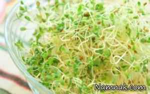 جوانه ای برای جوانسازی پوست و قطع ریزش مو