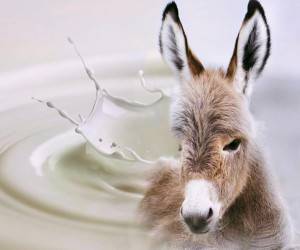 شیر الاغ و خواص فوق العاده آن برای بدن