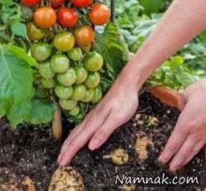 گیاه چیپس وکچاپ برای خانه های آپارتمانی