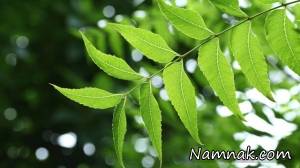 چریش گیاهی با خواص دارویی بسیار