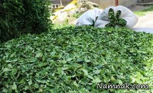 چای فله ای استفاده نکنید