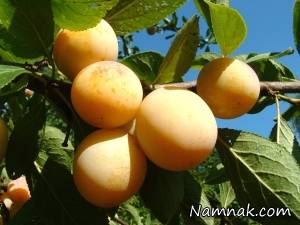 خواص و فواید آلو قطره طلادر درمان بیماری ها