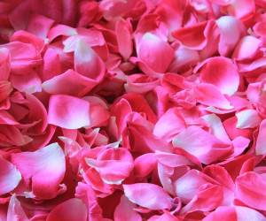 خواص دارویی گل محمدی و فواید چای گل محمدی