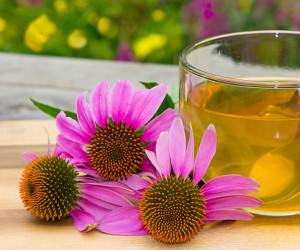 خواص مهم درمانی و زیبایی سرخارگل یا همان اکیناسه