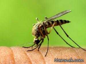 چطور از شر ویروس زیکا خلاص شویم ؟
