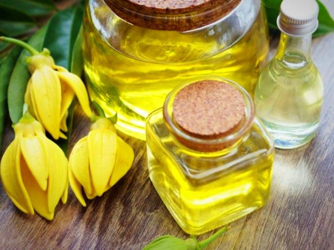 فواید و خواص یلانگ یلانگ برای سلامت بدن خواص یلانگ یلانگ
