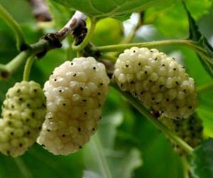 خواص توت سفید برای درمان و زیبایی