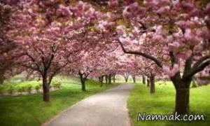 با تماشای درختان استرس خود را کاهش دهید!