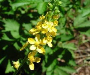 خواص درمانی و سلامتی آگریمونیا
