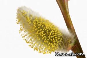 عرق بیدمشک چه خواصی دارد؟