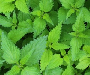 با گیاه گزنه و خواص درمانی آن آشنا شوید